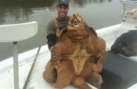 massive alligator snapping turtle reportedly caught  alabama