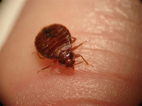 how to get rid of bed bugs and their offspring for good bed bug guide