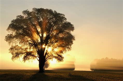 Light Nature Sun Trees Dawn Fog Mist Sunlight Morning Light Rays