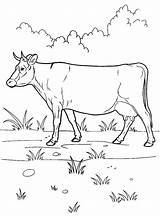 Vaca Colorear Kuh Einem Vache Vacas Colorkid sketch template