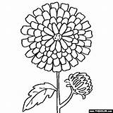Flower Coloring Chrysanthemum Flowers Pages Color Online Book Mums Kids Sheets Thecolor Children Colouring Drawing Mum Templates Printable Preschool Template sketch template