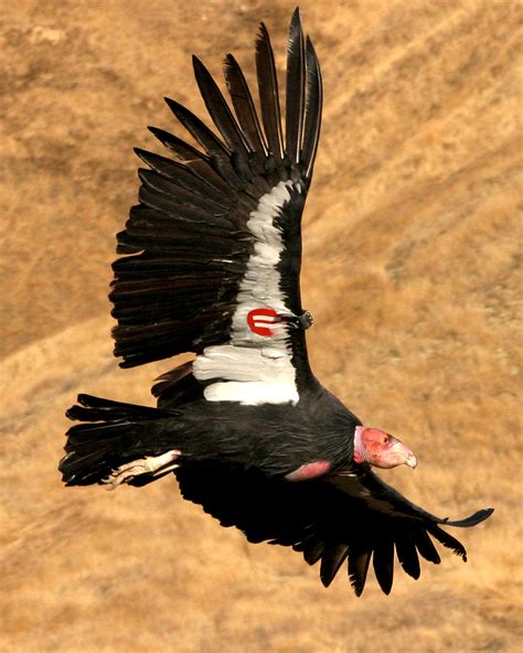 california condor population reaches  heights   yale