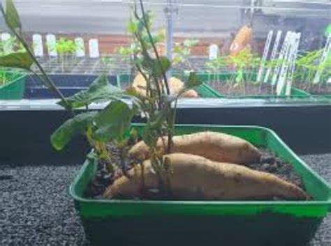 potatoes  grow  containers    grow