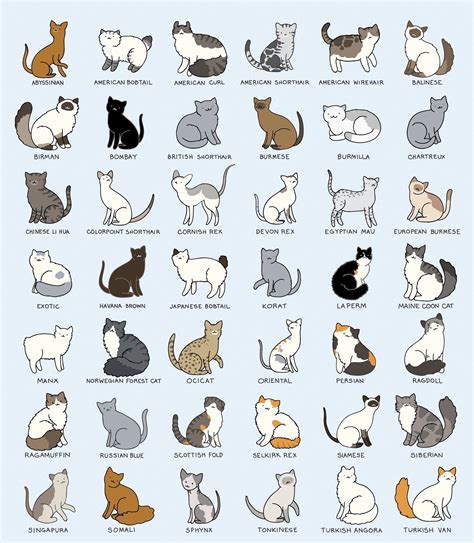 cat breeds  pictures  names