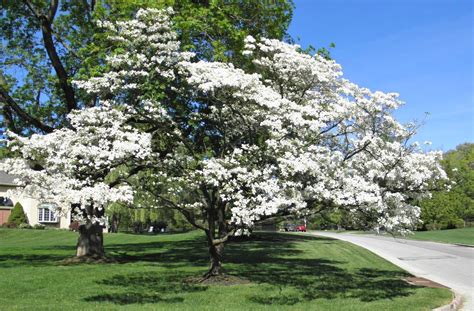 good   david blooming dogwood trees