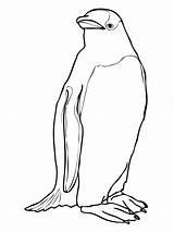 Penguin Pinguin Adelie Mewarnai Gentoo Emperor Marimewarnai Tk Paud Designlooter sketch template