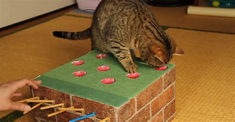 cat plays with tiny homemade whack a mouse game