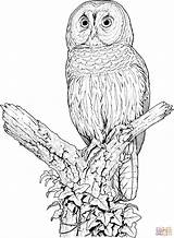 Owl Coloring Pages Barred Printable Drawing Owls Colouring Perched Color Barn Animals Animal Adult Google Tutorial Cartoon Cute Sheets Print sketch template