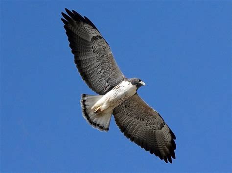 white tailed hawk facts factsnet