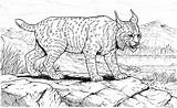 Lynx Coloring Pages Big Cat Bobcat Realistic Cats Animals Wildlife Print Clipart Kids Drawings Stalking Designlooter 68kb Gif Search Results sketch template