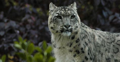 heavycats shogun  snow leopard