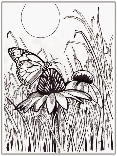 ideas adult coloring pages butterflies    images