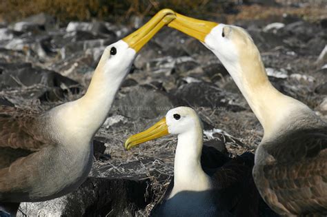 Waved Albatross Courtship Ritual Galapagos Islands