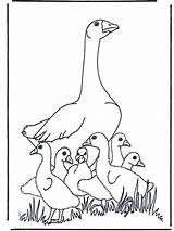 Gans Goose Ausmalbilder Kleurplaten Oca Moeder Kolorowanki Ges Ausmalbild Vogels Mutter Mamma Nukleuren Ptaki Fugler Fargelegg Sapo Uccelli Pubblicità Tekeningen sketch template
