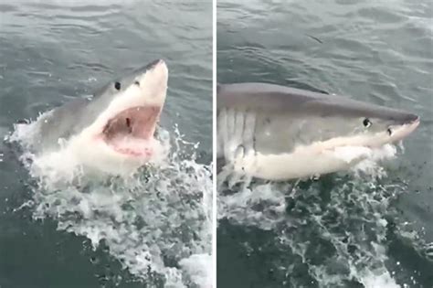 shark attack massive great white lunges teeth first at tourist boat daily star