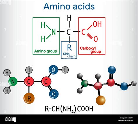 formula general de los aminoacidos  son bloques de construccion de