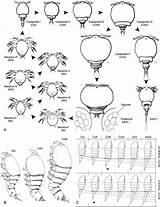 Copepod Consisting Copepods Stages Lateral Huys sketch template