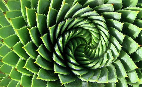 spiral plant photograph  marcus  pixels