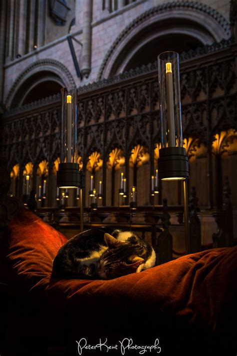 norwich cathedral cat norwich cathedral cathedral norwich