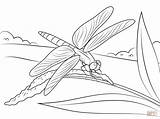 Dragonfly Coloring Pages Stem Dragonflies Printable Sits Drawing Color Realistic Moth Luna Supercoloring Print Search Pond Life Again Bar Case sketch template