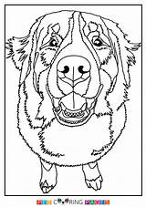 Bernese Mountain Dog Coloring Printable Pages Dogs Animals sketch template