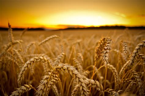 field sunset macro wheat depth  field wallpapers hd desktop