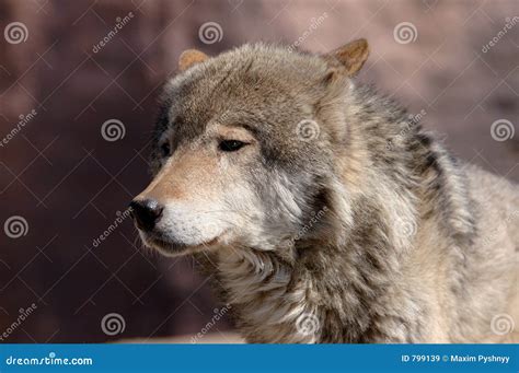 young male wolf royalty  stock images image