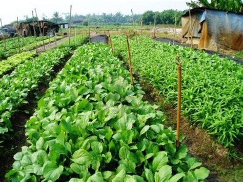 urban vegetable farming    passive income   backyard