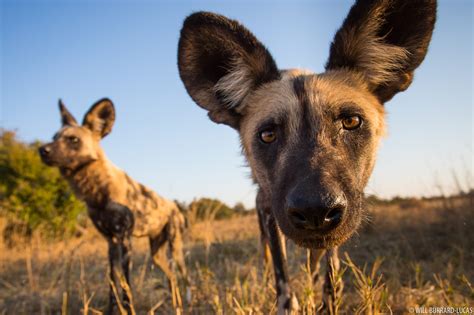 african wild dogs  burrard lucas