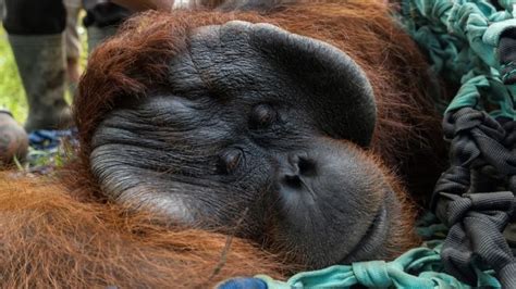 Orangutan In Indonesian Finds New Home In A Conservation Forest