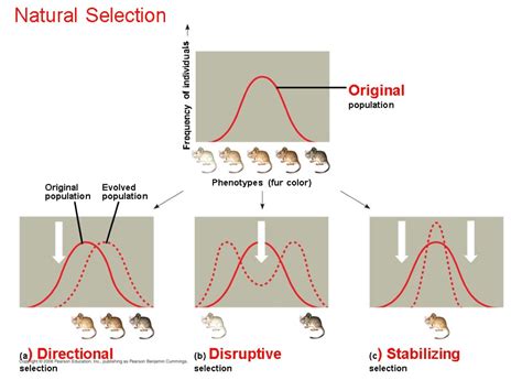 Chapter 23 The Evolution Of Populations Overview The