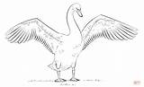 Swan Drawing Coloring Draw Trumpeter Swans Mute Pages Wings Open Step Sketch Realistic Line Pencil Drawings Necked Designlooter Bird Printable sketch template