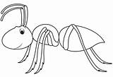 Ant Hormigas Ants sketch template