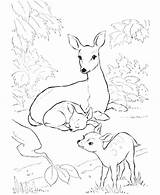 Hunting Coloring Duck Pages Getdrawings sketch template