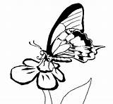 Mariposa Dibujo Borboleta Colorir Fiore Farfalla Mariposas Papillon Papallona Numa Dibuixos Mari Posa Acolore Dibuix Desenhos Coloritou Insetti sketch template