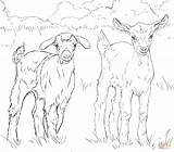 Goats Baby Goat Coloring Pages Printable Boer Drawing Cute Mountain Pygmy Nubian Supercoloring Sheets Ausmalbild Kids Colouring Ausmalbilder Color Zum sketch template