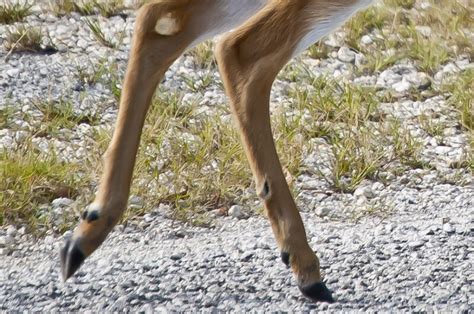 key deer hind legs clippix  educational   students