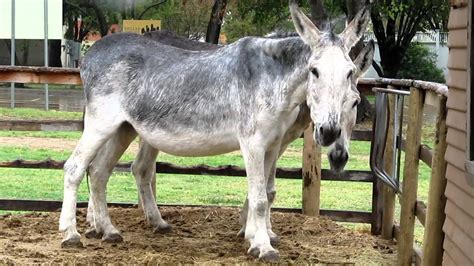 mammoth donkeys   rare breed  dallas heritage place youtube