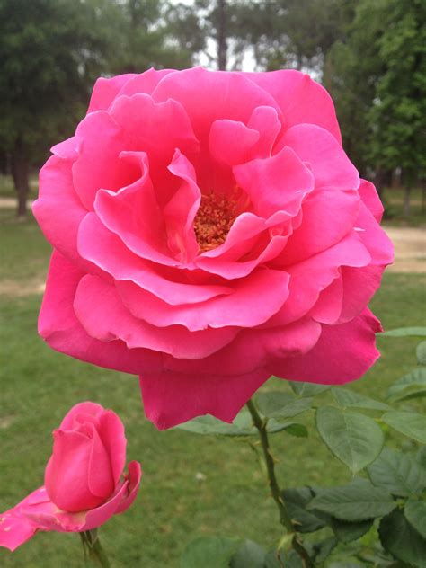 american beauty rose   beautiful   front yard