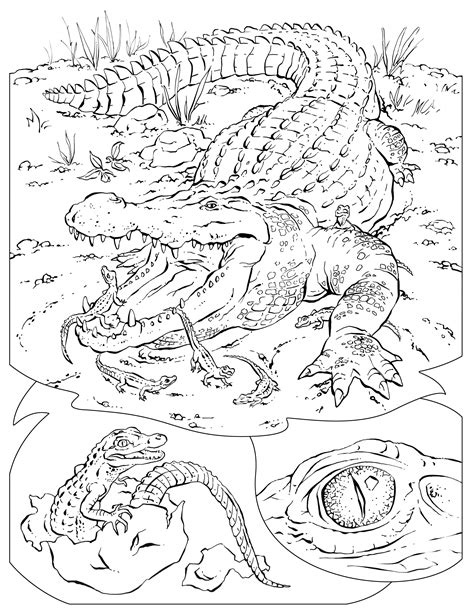 animal habitat coloring pages printable animal coloring pages