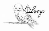 Hedwig Eule Chouette Hedwige Malvorlage Webstaqram Hogwarts sketch template