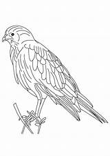 Falge Hawk Ausmalbilder Kategorien sketch template