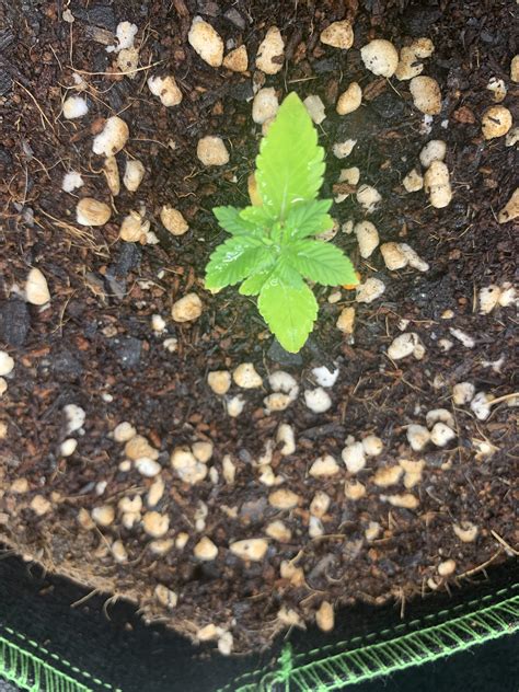 Leave Problem Grow Question By 420highlifecouple Growdiaries