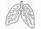 Coloring Respiratory System Lungs Library Clipart sketch template