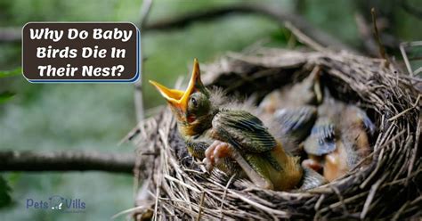 baby birds die   nest  shocking reasons