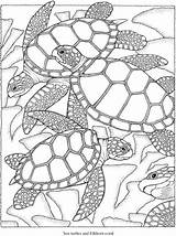Coloring Sea Turtle Turtles Adults Freebie Color Stamping Who Kids Dover Publications Perfect Beautiful sketch template