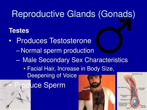 ppt human endocrine and reproductive system powerpoint presentation