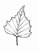 Birch Zeichnung Baum Birkenblatt Blätter Birke Blatt Betula Gitarren Zeichnungen Laubbaum Abbildungen Tinte sketch template