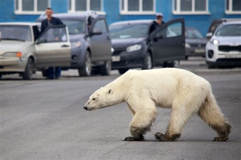 飢餓北極熊的警示 前天文台高級科學主任李偉才：氣候危機是「真攬炒」！ 城市焦點 明周文化