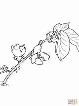 Quince Coloring Blossom Protea Pages Rosaceae Flower Printable Designlooter Drawing Drawings Categories 1024px 71kb 1600px 93kb 1200 sketch template